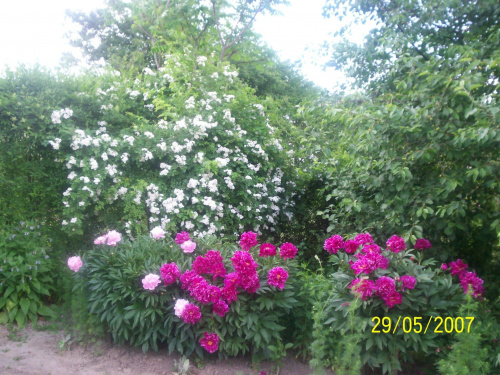 piwonie różowe i bordowe obok białej drobnokwiatowej pnącej róży