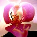 #kwiaty #natura #przyroda #orchidea