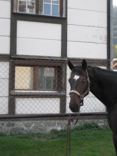 KONIE AKA KAKTUSY #KONIESTAJNIAKAKTUSYGSTAAD