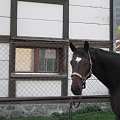 KONIE AKA KAKTUSY #KONIESTAJNIAKAKTUSYGSTAAD
