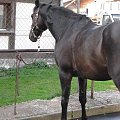 KONIE AKA KAKTUSY #KONIESTAJNIAKAKTUSYGSTAAD