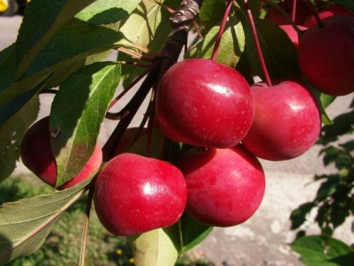 fruits of crab apple