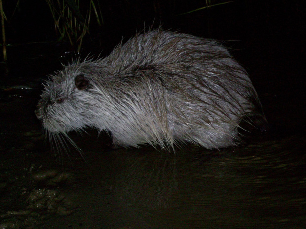 na bór mu szona #nutria