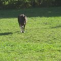 KONIE AKA KAKTUSY #KONIESTAJNIAKAKTUSYGSTAAD
