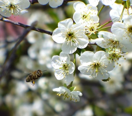 #pszczoła #wiosna #kwiaty #lot #wiśnia