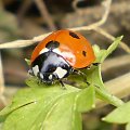 Biedronka siedmiokropka - Coccinella septempunctata . Data : 08.03.2008. Miejsce : ogródek . Miejscowość : Piaski Wielkopolskie .