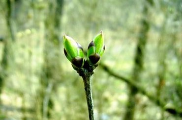 #drzewa #gałęzie #liście #pączek #wiosna