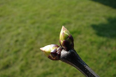 wiosna_marzec_2008 #wiosna #spacer #kwiaty #rośliny