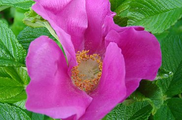 dzika róża #kwiatek #roślina #DzikaRóża #różowe #płatki