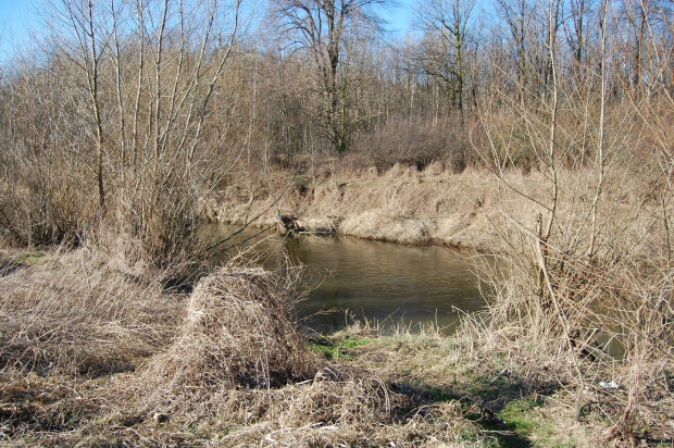 Kaczawa wiosną- okolice Pątnowa