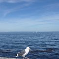 seagull in Monterey