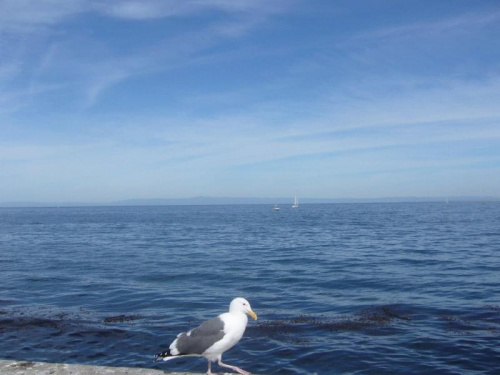 seagull in Monterey