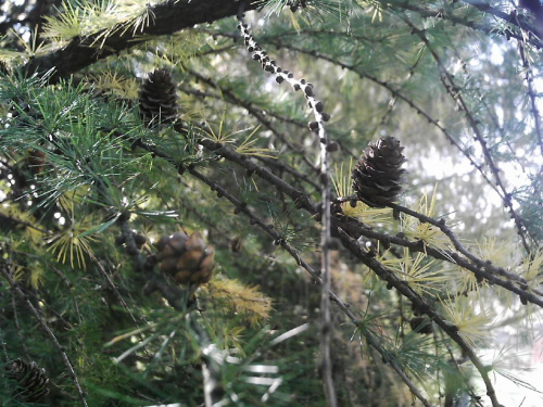 Szyszki na modrzewiu. #Przyroda #drzewo #szyszki