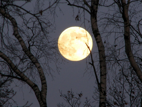 pełnia księżyca #księżyc #niebo #przyroda #natura #drzewa #PełniaKsiężyca