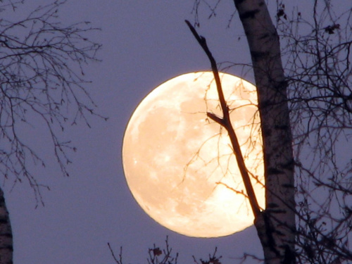 Pełnia księżyca #księżyc #niebo #przyroda #natura #drzewa