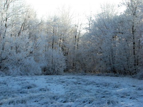 las zimą #przyroda #natura #zima #śnieg #krajobraz #karkonosze #JeleniaGóra