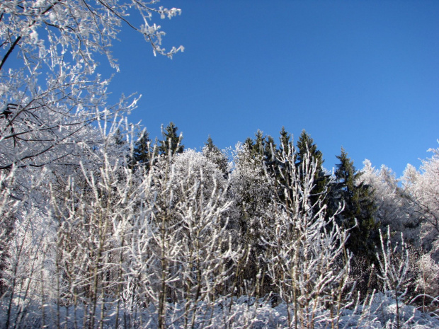 zima w górach #przyroda #natura #karkonosze #zima #drzewa #góry #niebo #krajobraz