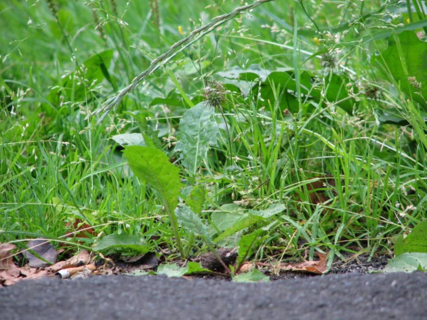 Bogata szata roślina parku. #park