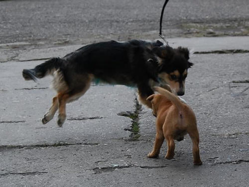 Toluś + szczenior #DoAdopcji #schron #czeka #pies #adoptuj #Jastrzębie
