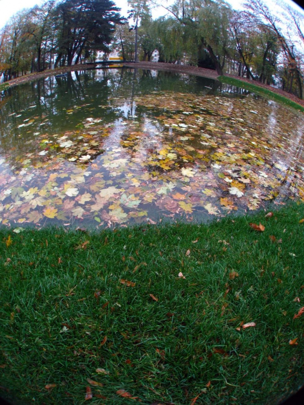 Darń położona przy stawie wygląda nienaturalnie jak sztuczna może to jakiś mutant GMO. #park