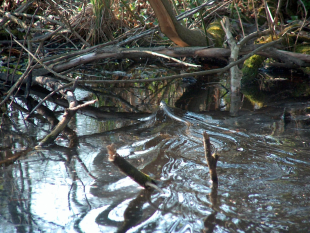 wiosenne przebudzenie #nayura #przyroda #zwierzęta #gady #węże #zaskrońce