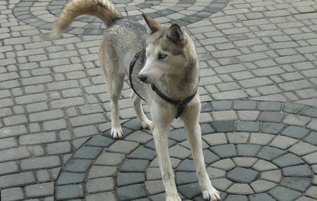 Mój pies :) #husky #syberian #pies #zwierze #zaprzęg