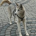 Mój pies :) #husky #syberian #pies #zwierze #zaprzęg