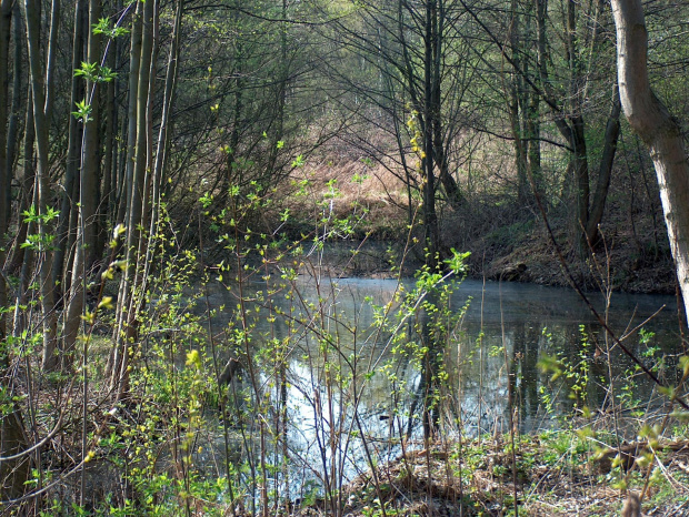 wiosna nad wodą #przyroda #zwierzęta #natura #NadWodą #staw #wiosna #krajobraz #drzewa