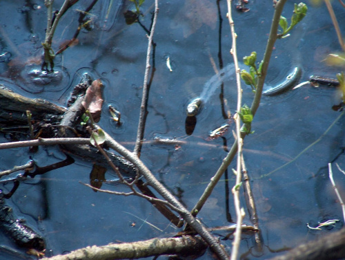 wiosenne przebudzenie #natura #przyroda #gady #węże #zwierzęta #zaskrońce