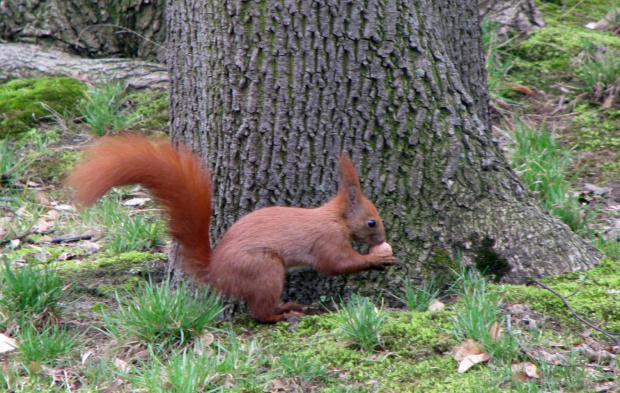 W parku rezyduje przynajmniej jedna wiewiórka, kiedyś żyło ich tu sporo. #park