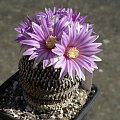 Turbinicarpus pseudopectinatus