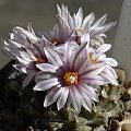 Turbinicarpus panarottoii