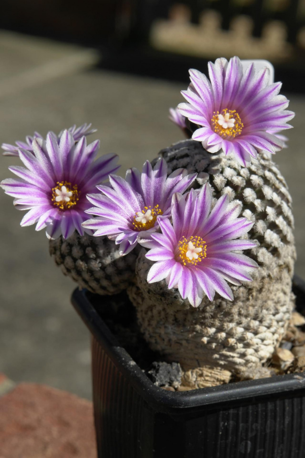 Turbinicarpus valdezianus