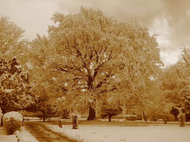 pomnik przyrody w Kołobrzegu zima 2008 (sepia) #zima #kołobrzeg