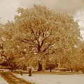 pomnik przyrody w Kołobrzegu zima 2008 (sepia) #zima #kołobrzeg