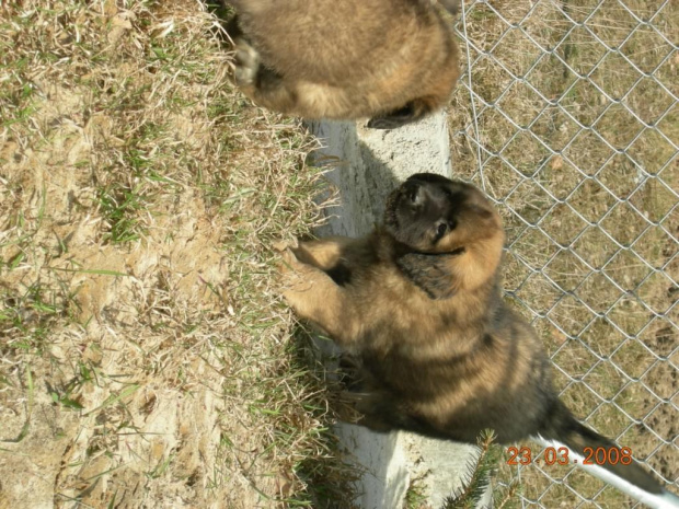 #psy #pies #Leonberger