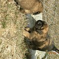 #psy #pies #Leonberger