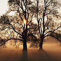 drzewo drzewa zachód słońca słońce krajobraz krajobrazy
deskopik tapeta wallpapper
www.deskopik.dcmzone.net