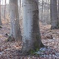 Wiosna zamarla,wszedzie slady sniegu a na nim opadle paczki drzew :(W lesie zimno,szaro i glucho..