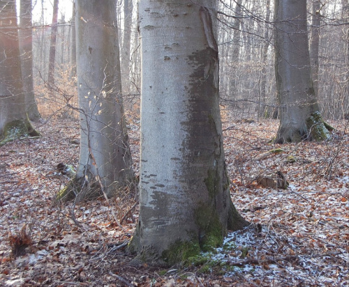 Wiosna zamarla,wszedzie slady sniegu a na nim opadle paczki drzew :(W lesie zimno,szaro i glucho..