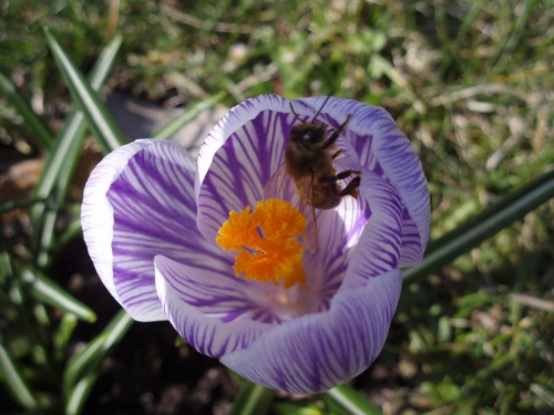 #krokus #pszczoła #wiosna