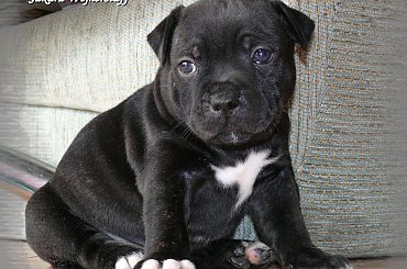 #staffiki