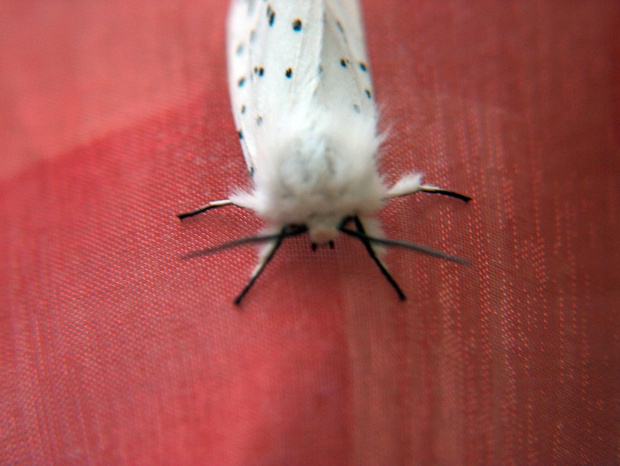 motyl nocy #natura #przyroda #owady #motyle #zwierzęta #ćma #makrofotografia