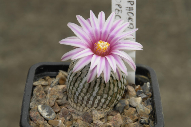 Turbinicarpus pseudopectinatus