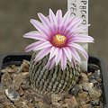 Turbinicarpus pseudopectinatus