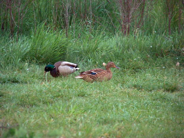 kaczki - krzyżówka #przyroda #natura #zwierzęta #ptaki #kaczki