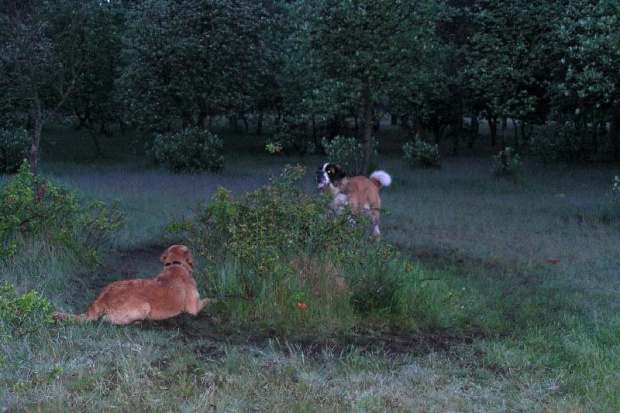 Nela z Tekilą - zabawa w szukanego.