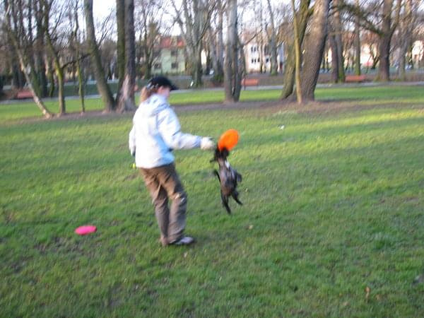 frisbee #PiesSznaucer