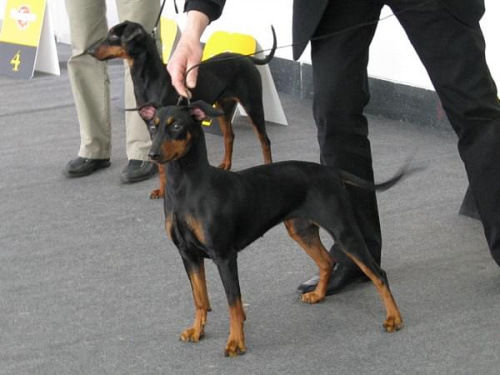 MISS z Porębskiej i YOKO YI Igniculus #PinczerŚredni #GermanPinscher