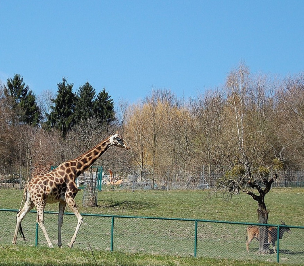 "Opel" Zoo w Königstein.